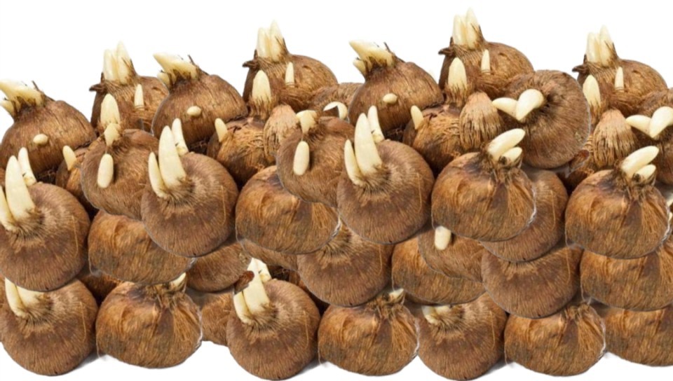 Шафранови луковици